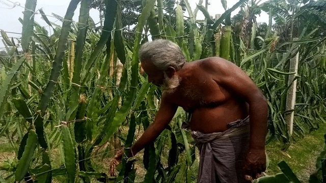 সাদুল্লাপুরে ড্রাগন ফলে নতুন স্বপ্ন বুনছেন নুরুল হক