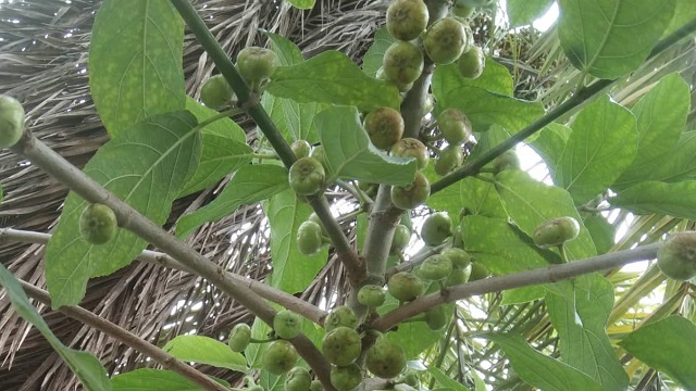 বিলুপ্তির পথে দেশীয় ডুমুর