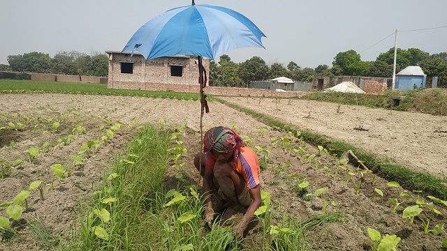 ঘাসিগ্রাম ইউনিয়নের মহিষকুন্ডি ঈদগায়ের পশ্চিম পাশে বিলে কৃষক সাদিকুল ইসলাম সরদার কচুর খেতে ছাতা টাঙ্গিয়ে কাজ করছেন। ছবি: এম এম মামুন