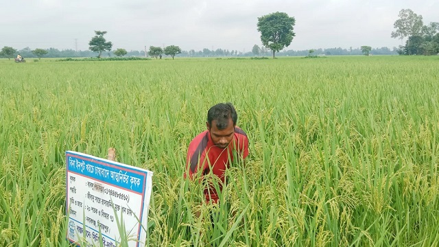 কীটনাশক ছাড়াই গোবর ও গোমূত্র দিয়ে আমন চাষ