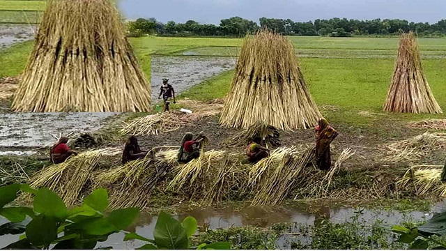 নবীনগরে পাটের আঁশ শুকানোর কাজে ব্যস্ত কৃষক-কৃষাণীরা