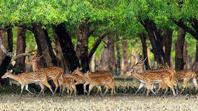 তিন মাসের নিষেধাজ্ঞা শেষে ১ সেপ্টেম্বর উন্মুক্ত হচ্ছে সুন্দরবন