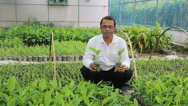 টিস্যু কালচার পদ্ধতিতে কলার চারা উদ্ভাবনে রাবি শিক্ষকের সাফল্য