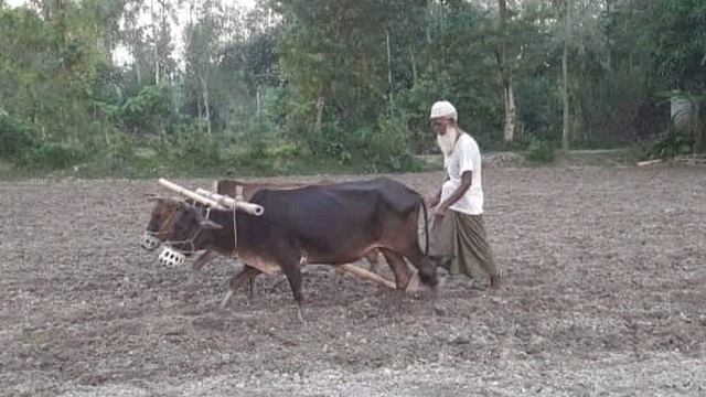 হারিয়ে যাচ্ছে গরু-মহিষের জমি চাষাবাদ