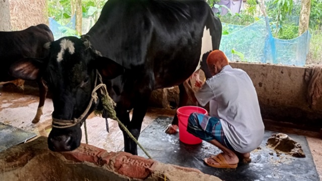 বাবুগঞ্জে বাছুর ছাড়াই প্রতিদিন ৬লিটার দুধ দিচ্ছে গরু