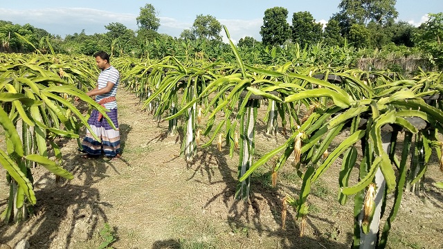 হরিণাকুণ্ডুতে ড্রাগন চাষে লাখোপতি আলামিন