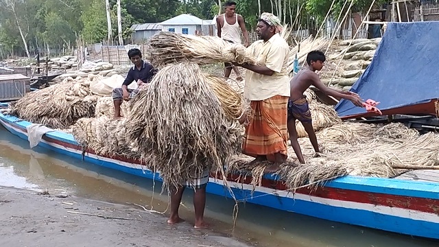 রঙ ভালো না হওয়ায় দাম ভালো হলেও দুশ্চিতায় কুড়িগ্রামের পাট চাষীরা