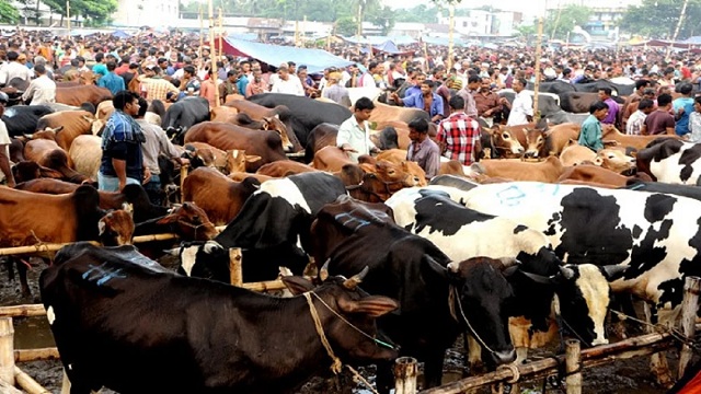 ২৫ জুনের আগে গরু হাটে তোলা যাবে না: ডিএমপি কমিশনার