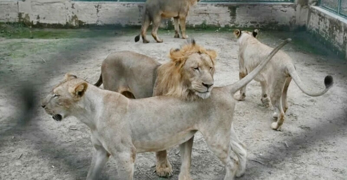 খাওয়ানোর সাধ্য না থাকায় সিংহ নিলামে তুলছে পাকিস্তানের চিড়িয়াখানা