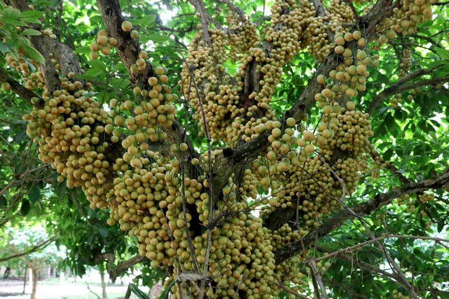 শিবপুরের লটকন চাষিদের মুখে হাসি