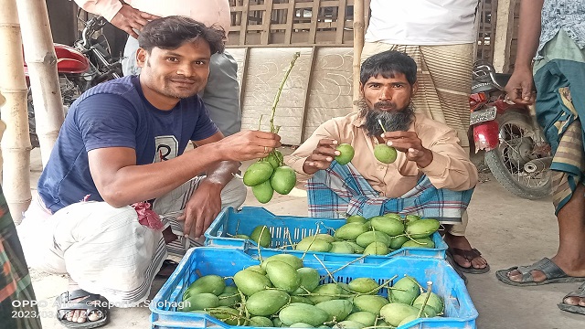 শার্শা বাগআচড়ার বেলতলা আম বাজারে আম বেচাকেনা শুরু