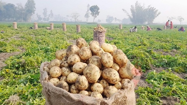 আলুর উৎপাদন খরচ ১২ টাকার বেশি, চাষি পাচ্ছেন ৯ টাকা