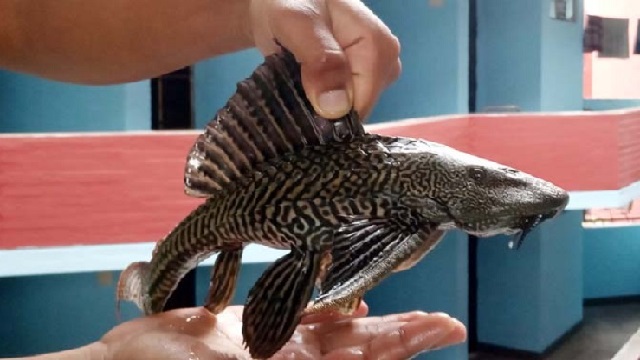 চূড়ান্তভাবে নিষিদ্ধ হলো সাকার মাছ
