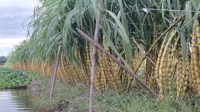 নাজিরপুরে লাভের স্বপ্ন বুনছে আখ চাষিরা