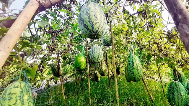 মুরাদনগরে মালচিং পদ্ধতিতে কানিয়া তরমুজ চাষে সফল কৃষক সামসু