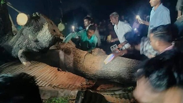 ভারতে গাছচাপায় প্রাণ গেল ৭ জনের